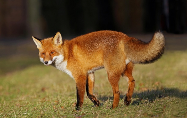 Лиса против волка: уникальное видео охоты животных
