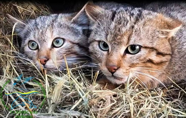 Фахівці Станції юнатів в Ізмаїлі вигодували та випустили в дику природу п’ятьох лісових кошенят Фахівці Станції юнатів в Ізмаїлі вигодували та випустили в дику природу п’ятьох лісових кошенят