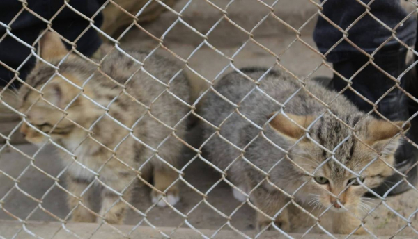 Фахівці Станції юнатів в Ізмаїлі вигодували та випустили в дику природу п’ятьох лісових кошенят Фахівці Станції юнатів в Ізмаїлі вигодували та випустили в дику природу п’ятьох лісових кошенят