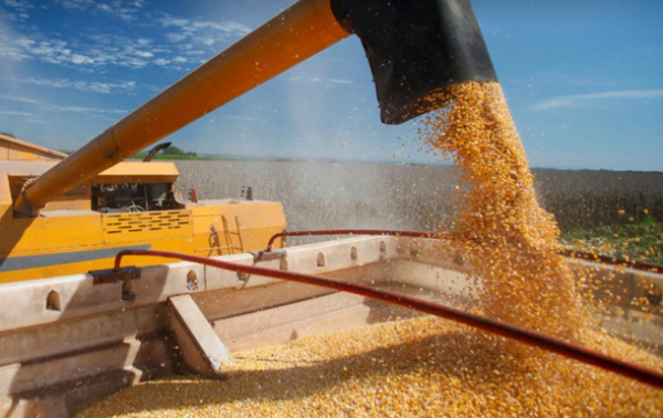 БЭБ предотвратило незаконный экспорт кукурузы в Малайзию на сумму 202 млн