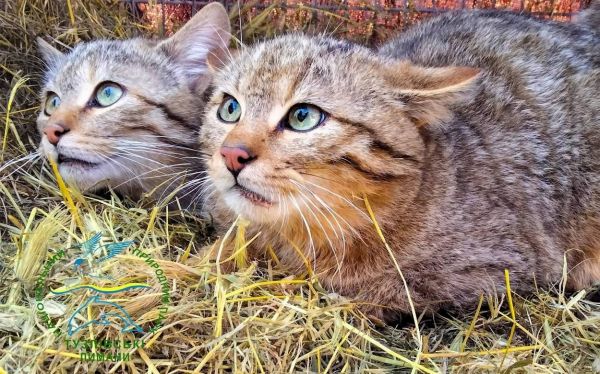 Фахівці Станції юнатів в Ізмаїлі вигодували та випустили в дику природу п’ятьох лісових кошенят Фахівці Станції юнатів в Ізмаїлі вигодували та випустили в дику природу п’ятьох лісових кошенят