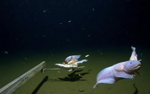 На глубине 8,3 км: ученые зафиксировали самого глубокого обитателя океана На глубине 8,3 км: ученые зафиксировали самого глубокого обитателя океана