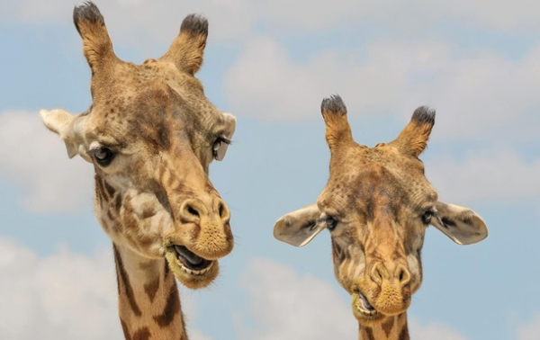 Названы семь видов животных, которые оплакивают близких