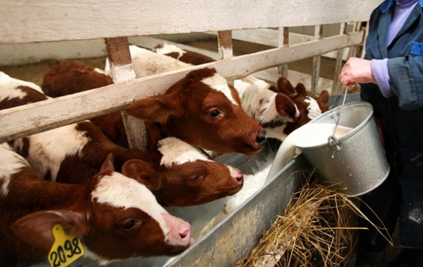 Фермеры РФ потеряли 1,5 млрд рублей из-за массового уничтожения скота