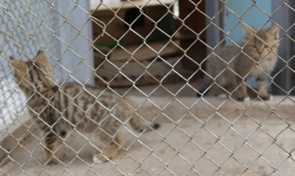 Фахівці Станції юнатів в Ізмаїлі вигодували та випустили в дику природу п’ятьох лісових кошенят Фахівці Станції юнатів в Ізмаїлі вигодували та випустили в дику природу п’ятьох лісових кошенят