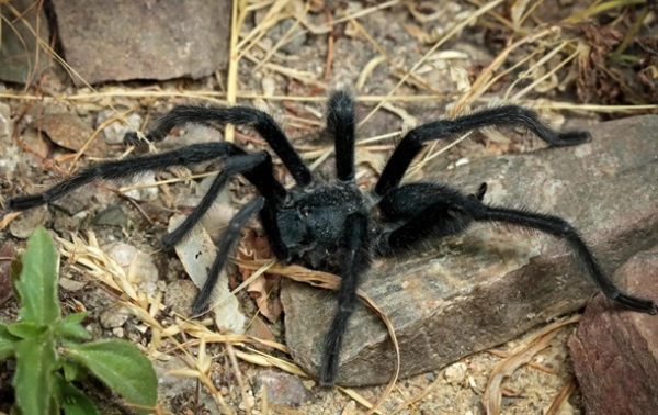 Учёные открыли новый вид тарантулов Учёные открыли новый вид тарантулов
