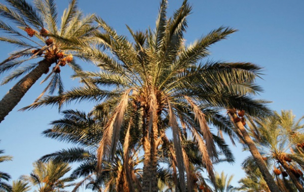 Учёные научились превращать отходы пальм в биотопливо