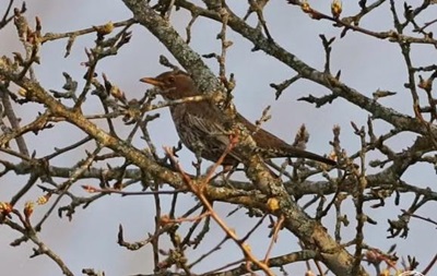 В Чернобыльском заповеднике зафиксировали редкую птицу В Чернобыльском заповеднике зафиксировали редкую птицу