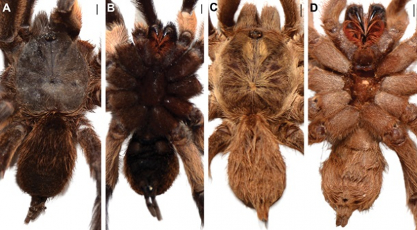 Учёные открыли новый вид тарантулов Учёные открыли новый вид тарантулов