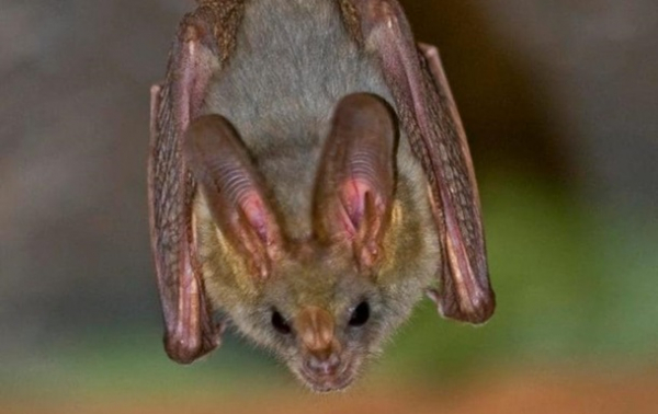 Коронавирус летучих мышей мутирует для новых попыток заражения людей