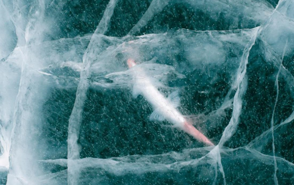 Ученые оживили 24-тысячелетнее существо: оно снова начало размножаться