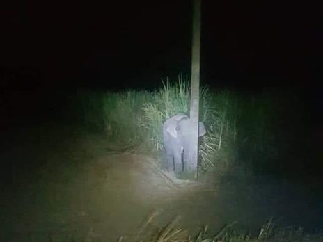"Очаровательный нарушитель". В Таиланде слоненок воровал у фермеров сахарный тростник и прятался от людей за столбом