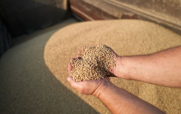 Аграрии реализуют пшеницу в дунайских портах с убытком до 60% - нардеп
