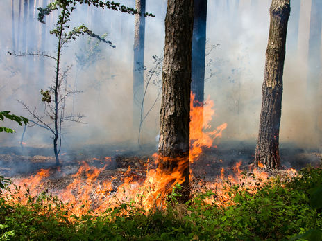 Верховная Рада усилила защиту лесов от пожаров